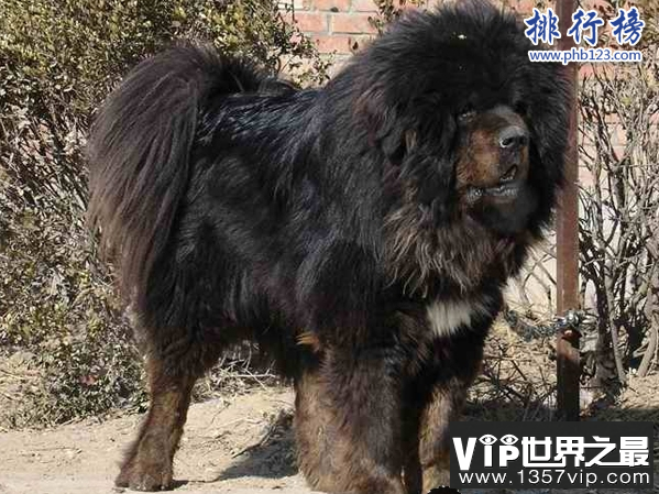 中国藏獒十大獒王排名，中国最有名的藏獒推荐