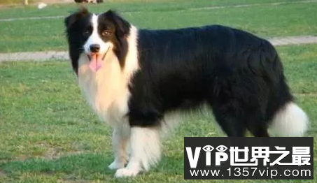 世界上哪种狗最聪明？最聪明的五种狗