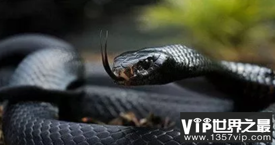 世界上最毒的蛇排行榜 世界五大毒蛇排行榜