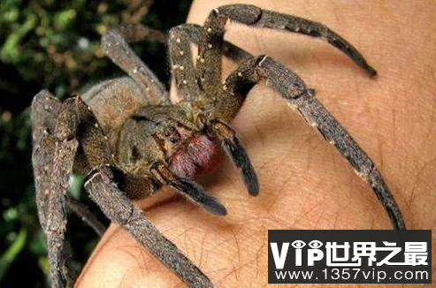 世界上最毒的十大蜘蛛 咬一口就可以窒息死亡