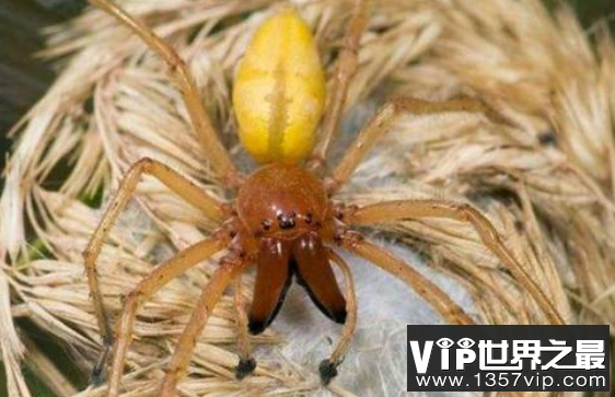 世界上最大的毒蜘蛛 第一名可导致永久性阳萎