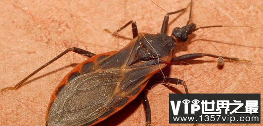 世界上最有毒的虫子 世界十大最毒虫子排名