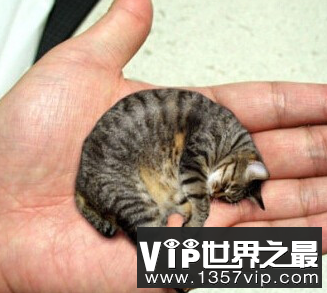世界上最小的猫叫什么？体重只有0.27磅