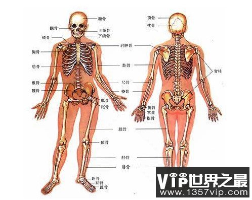 人长大后骨头数量会变少