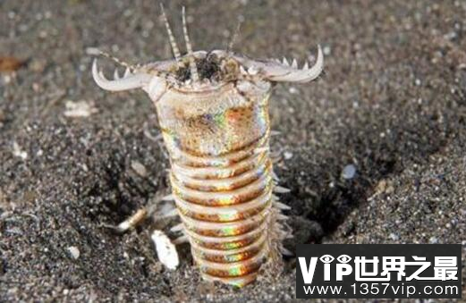 博比特虫的天敌是什么,博比特虫对人有危险吗?