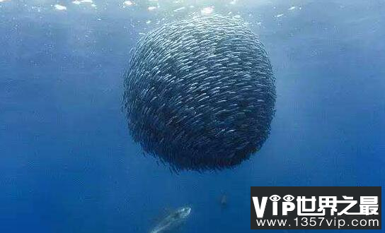 海底一万米有生物吗?海底深处的生物是什么样的
