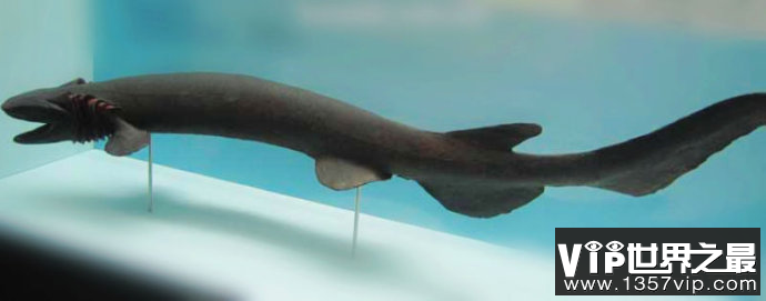 地球上最原始的鲨鱼皱鳃鲨 皱鳃鲨数量