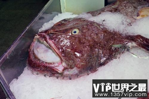 世界上最丑的鱼鮟鱇鱼 鮟鱇鱼内脏可以壮阳吗