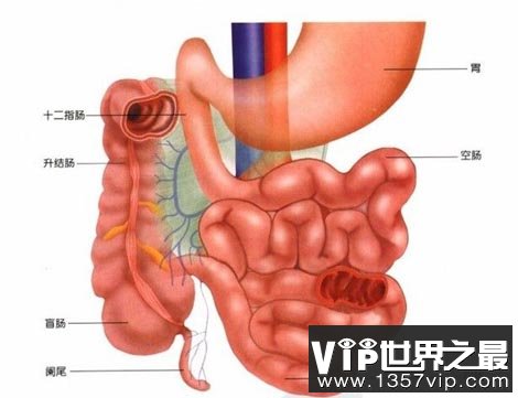 宰相肚子里真的能“乘船”吗？肚子的面积有多大