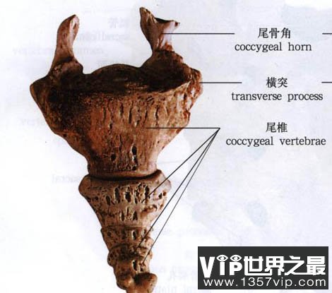 人的尾骨到底有用吗
