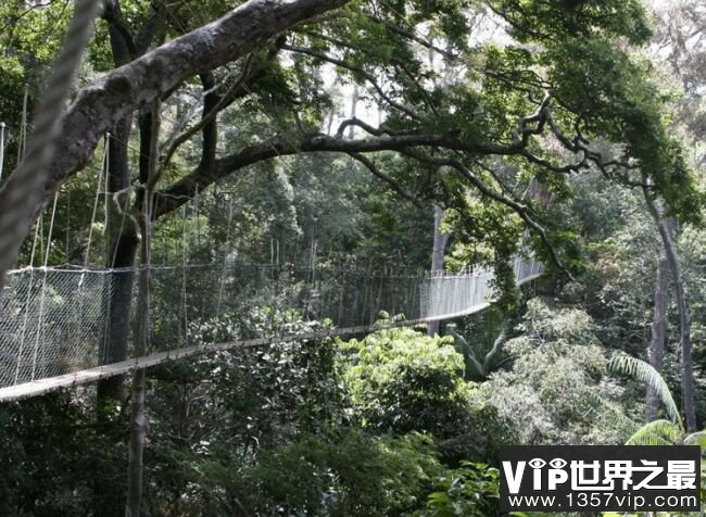最长的森林大桥-Taman Negara Canopy Walkway