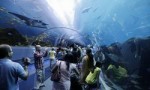 世界上最好的十座水族馆 有时间一定要去看看!