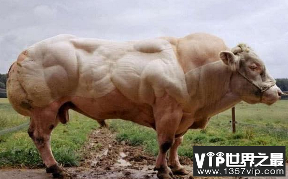 世界上最胖的牛 全身都是肌肉