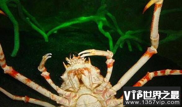 世界上最大的变异螃蟹:日本巨型杀人蟹
