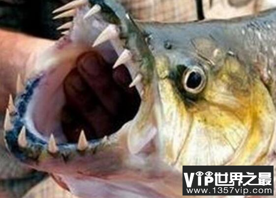 世界上最大的食人鱼:黄金猛鱼