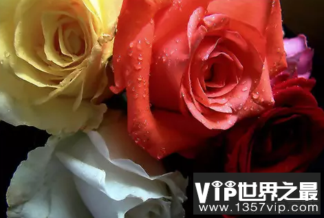 世界上最漂亮的花排行榜