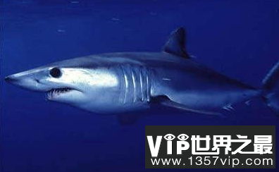 世界上最凶猛的鲨鱼是什么？