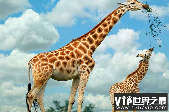 世界上最高的动物 世界十大最高动物排行榜