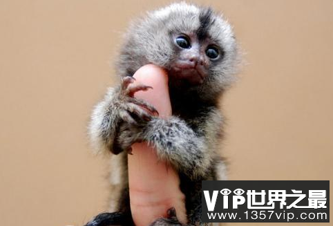 世界上最小的猴子：拇指猴 体重不足13克
