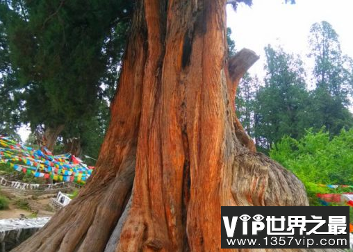 宣元柏树,中国十大名树之父,已有五千多年的历史