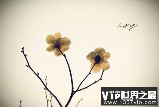 【图】席慕蓉关于爱情的诗句，几则经典之作
