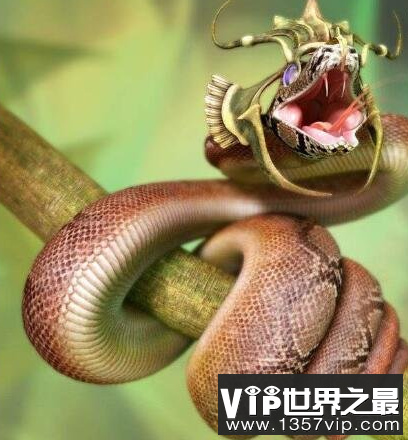 世界上最长寿的蛇 能活20万年，假的！