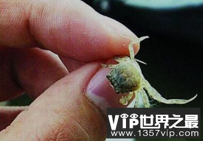 世界上最小的螃蟹 没有食用价值