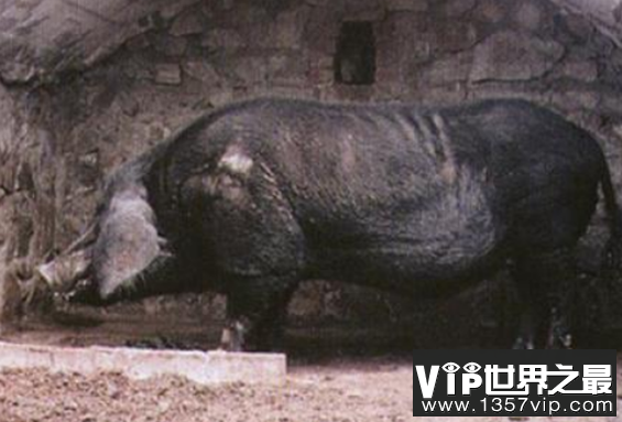 世界上最重的猪有多重？