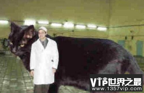 世界上最重的猫有多重？乌克兰巨猫重726斤