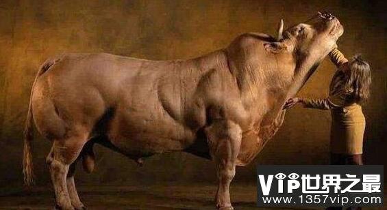 世界上肌肉最发达的动物：比利时蓝牛体型壮硕堪称凶残