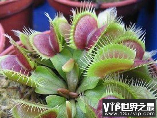 食人草真的会吃人吗?重庆深山发现食人草