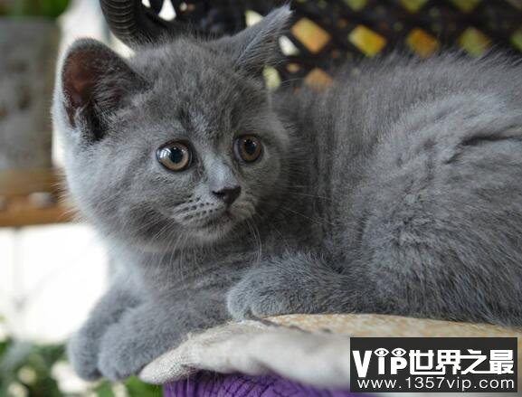 为什么女人不养狗男人不养猫?具体有什么忌讳吗