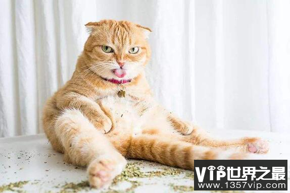 猫薄荷是什么?50%的猫咪对它极度痴迷