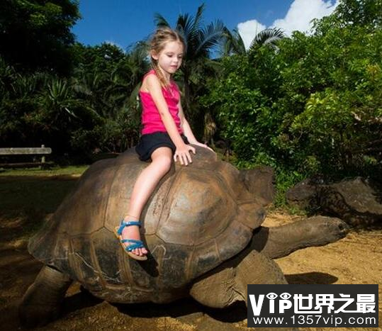 世界上最大的陆地龟，加拉帕戈斯象龟