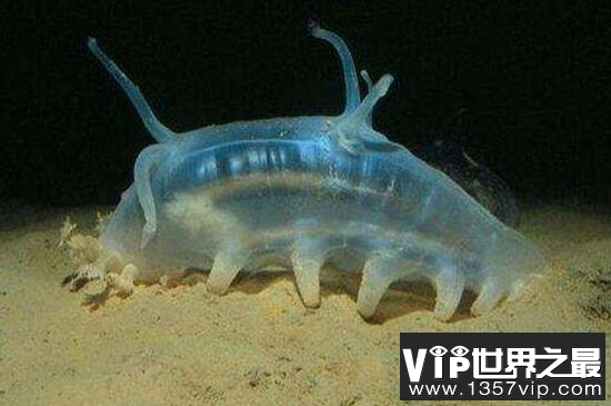 海猪是什么动物？头部像猪，被称河神