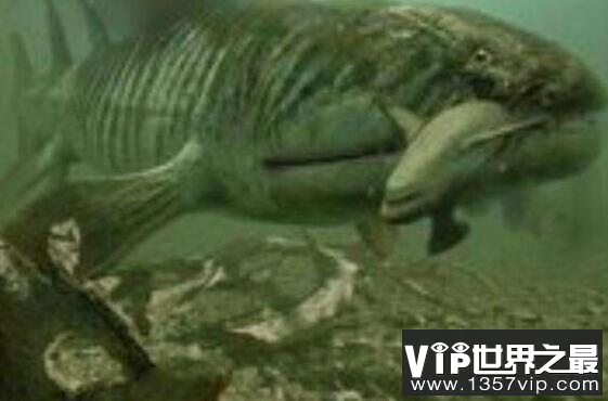 鲨鱼的祖先恐鱼，5亿年前的海洋霸主