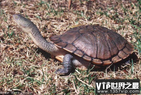 世界上脖子最长的乌龟，最长可达50厘米脖子和背甲一样长