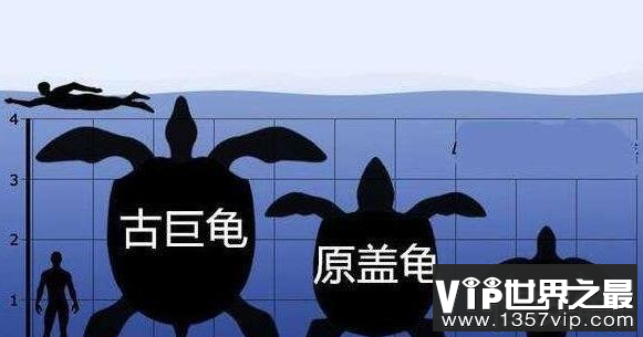 地球史上最大的海龟，古巨龟