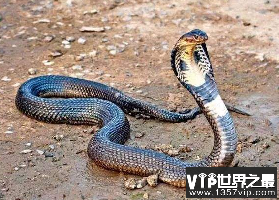 世界上最长的毒蛇 长达6米被称为蛇类煞星