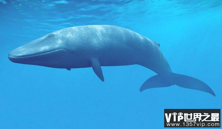 世界上最重的蓝鲸多重？天敌是谁？