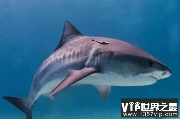 世界上什么鲨鱼最可爱,铰口鲨弗洛伦斯拥有最呆萌的外表