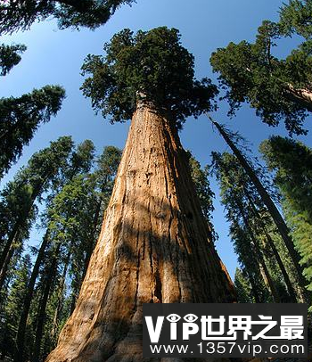世界上最大的树Selman将军有超过200万片叶子
