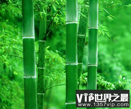 为什么有些植物的茎中间是空的