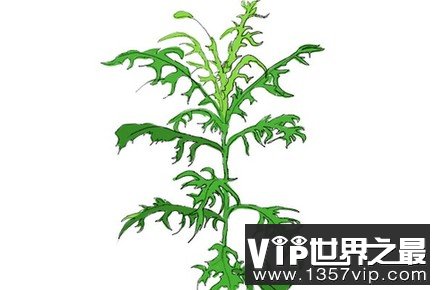 “指南草”“指南树” 植物也能指示方向