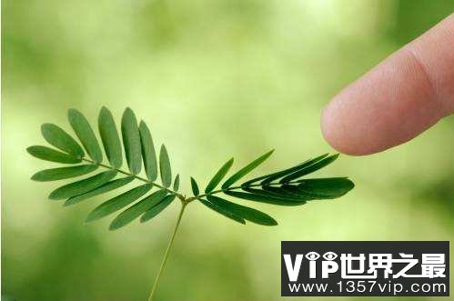 含羞草为什么一经触动就把叶子合拢