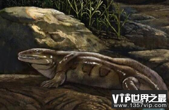 地球上最早的两栖类动物是什么，鱼石螈？