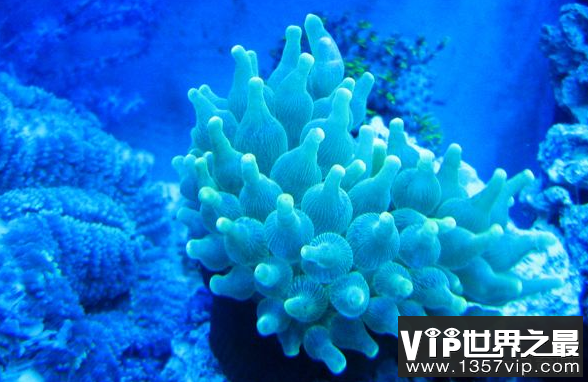 世界上最大的珊瑚海 相当于半个中国