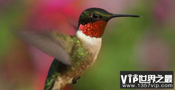 新陈代谢最快的动物：红喉蜂鸟