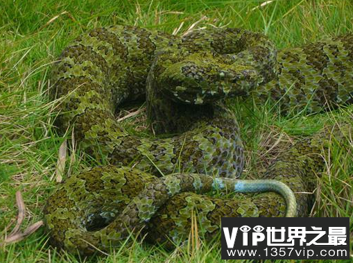 世界上最贵的毒蛇：烙铁头蛇
