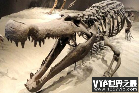 世界上最大的鳄鱼普鲁斯鳄有多大？